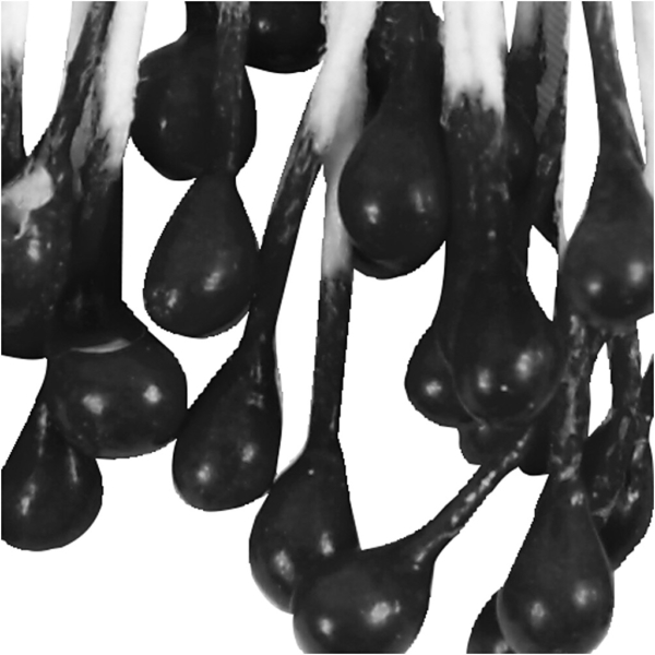 Blütenstaubblätter, L 6,4 cm, D 2 mm, Schwarz, 100 Stk/ 1 Pck – Bild 3