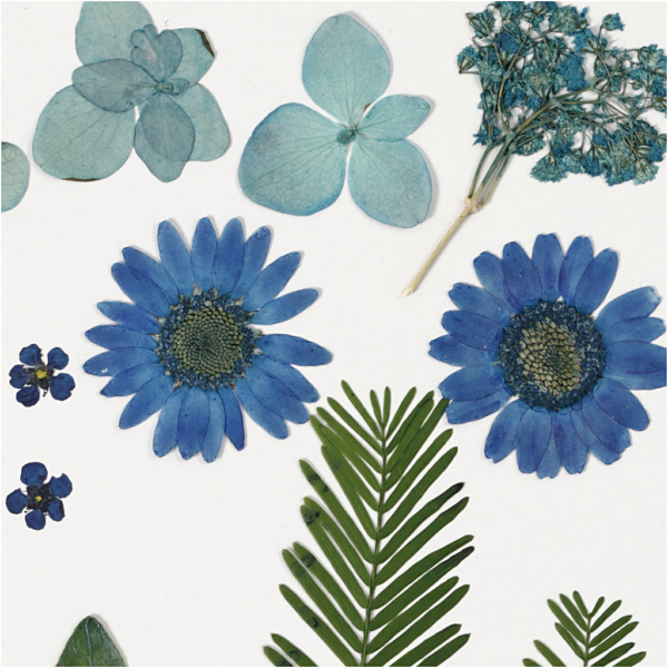 Gepresste Blüten und Blätter, Blau, 1 Pck – Bild 3
